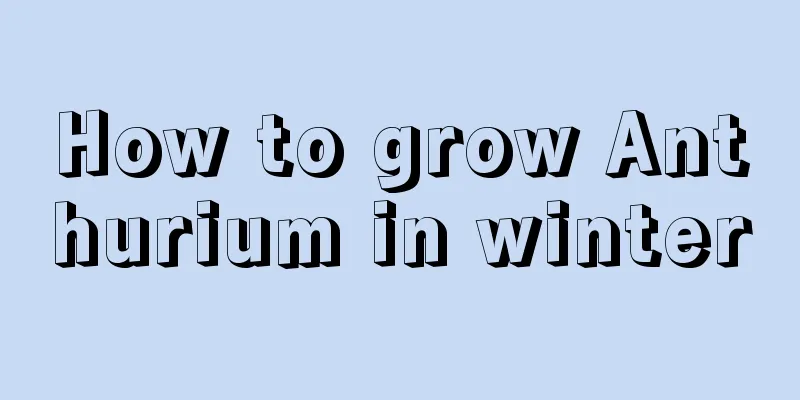 How to grow Anthurium in winter