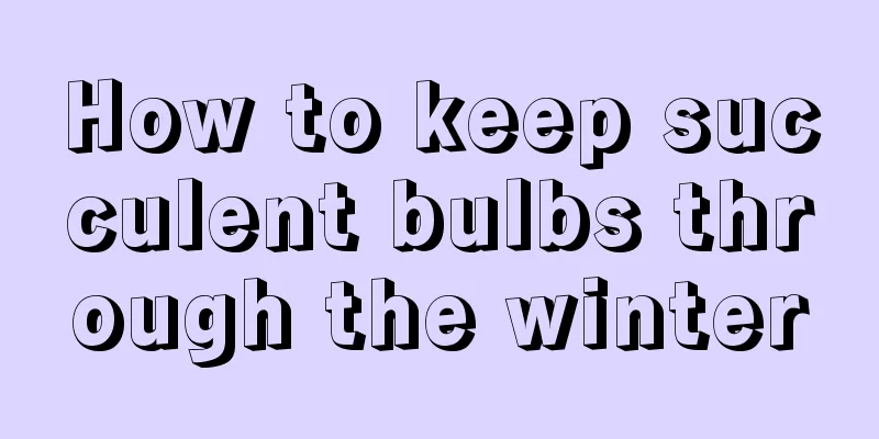 How to keep succulent bulbs through the winter