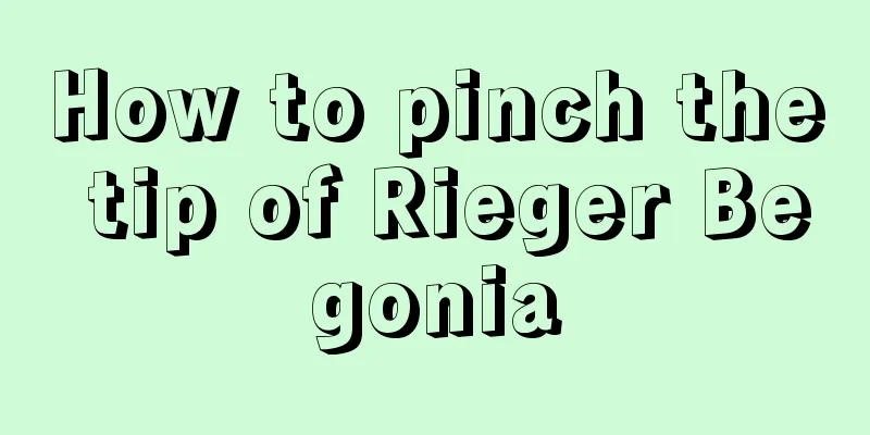 How to pinch the tip of Rieger Begonia