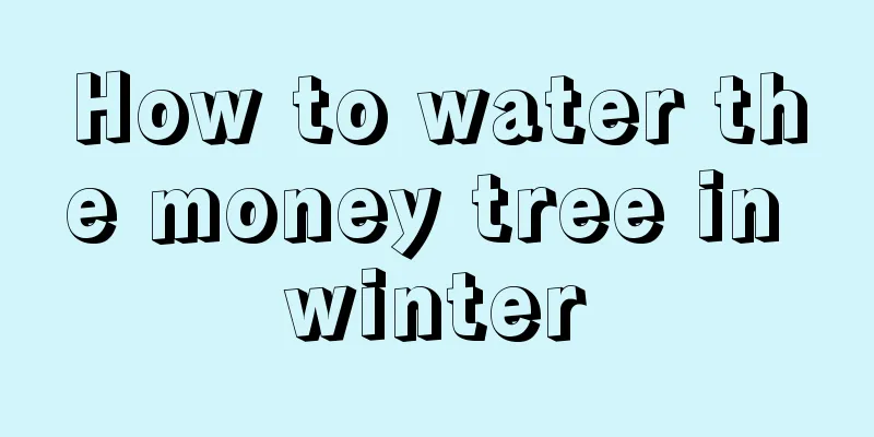 How to water the money tree in winter