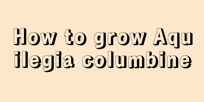 How to grow Aquilegia columbine