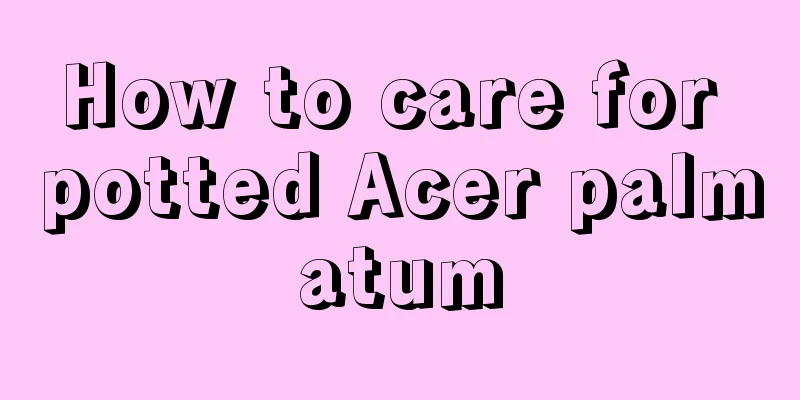 How to care for potted Acer palmatum