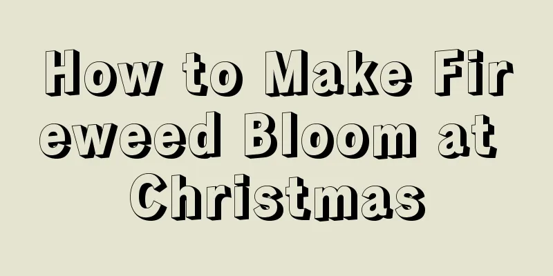 How to Make Fireweed Bloom at Christmas