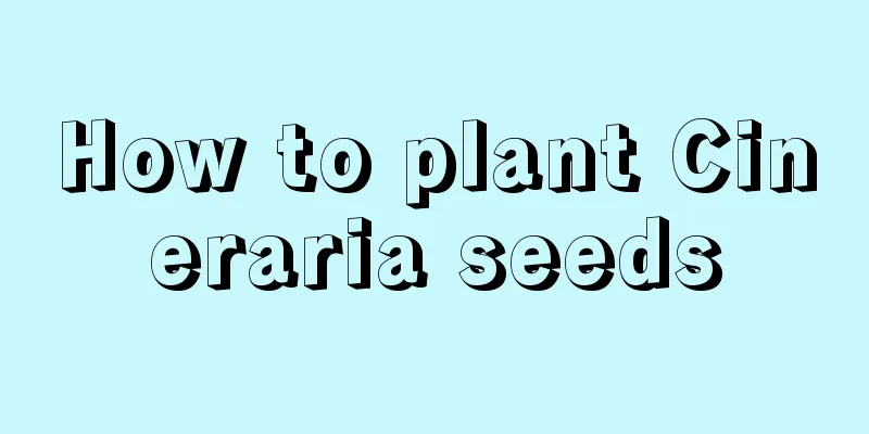 How to plant Cineraria seeds