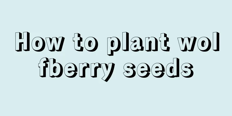 How to plant wolfberry seeds