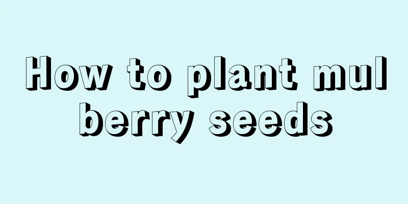 How to plant mulberry seeds