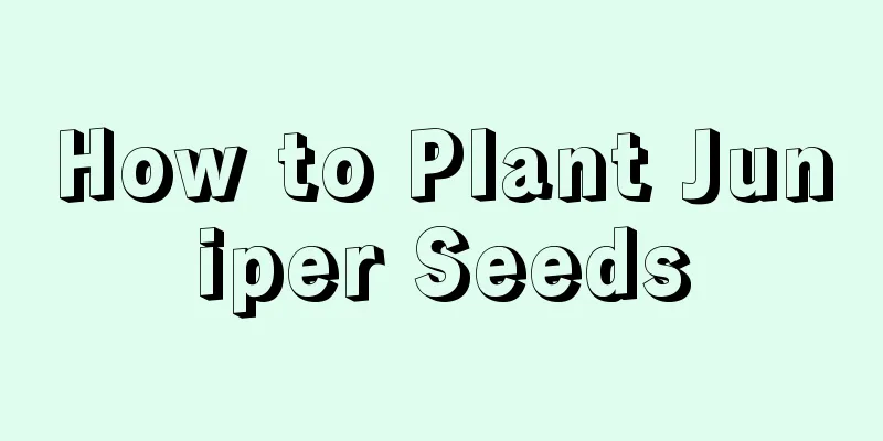 How to Plant Juniper Seeds