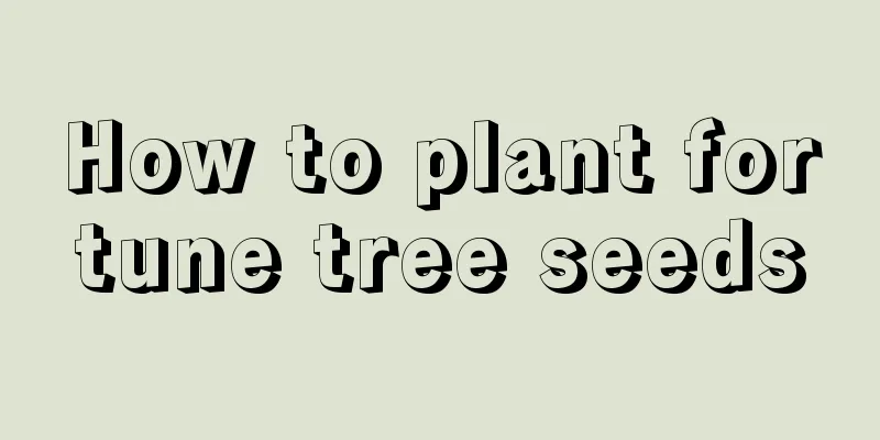 How to plant fortune tree seeds