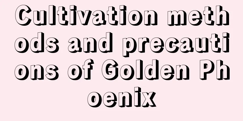 Cultivation methods and precautions of Golden Phoenix