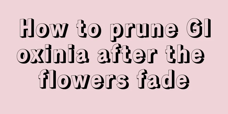 How to prune Gloxinia after the flowers fade