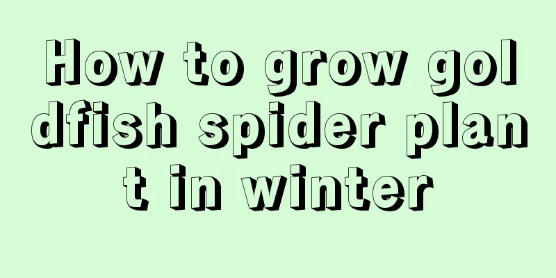 How to grow goldfish spider plant in winter