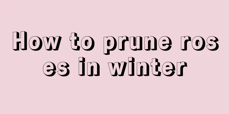 How to prune roses in winter