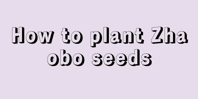 How to plant Zhaobo seeds