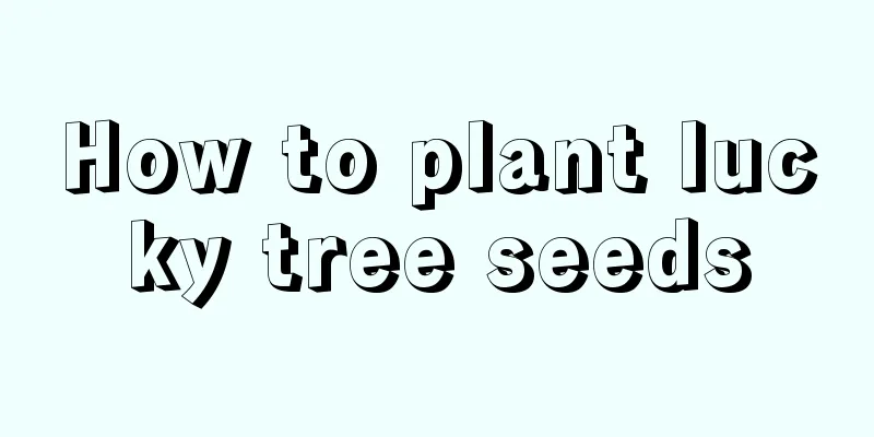 How to plant lucky tree seeds