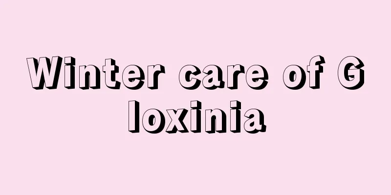 Winter care of Gloxinia