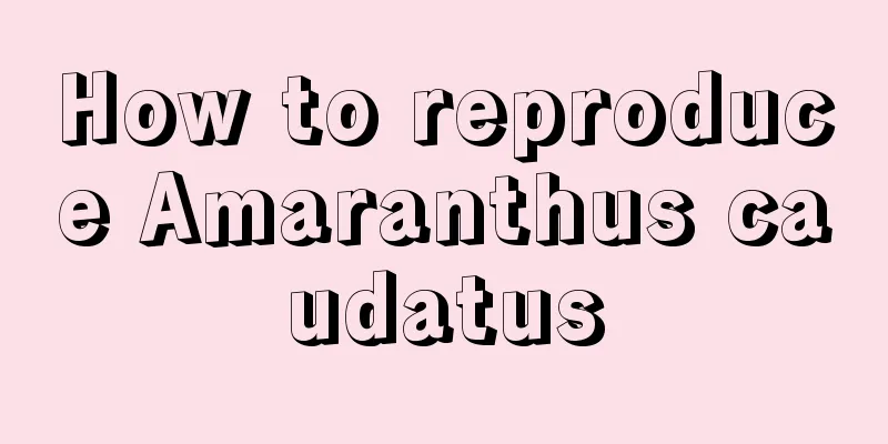 How to reproduce Amaranthus caudatus