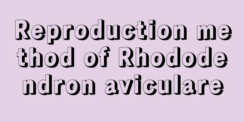 Reproduction method of Rhododendron aviculare