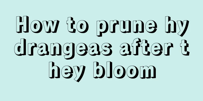 How to prune hydrangeas after they bloom