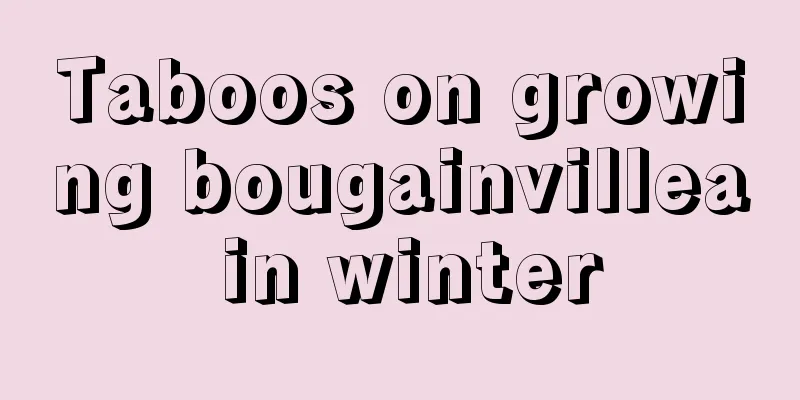 Taboos on growing bougainvillea in winter