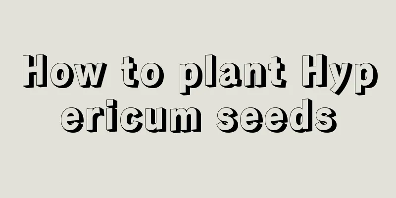 How to plant Hypericum seeds