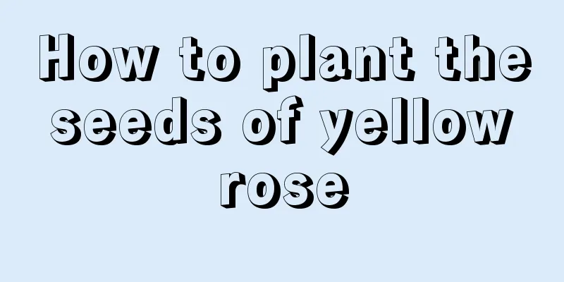 How to plant the seeds of yellow rose