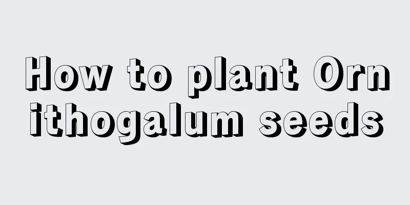 How to plant Ornithogalum seeds