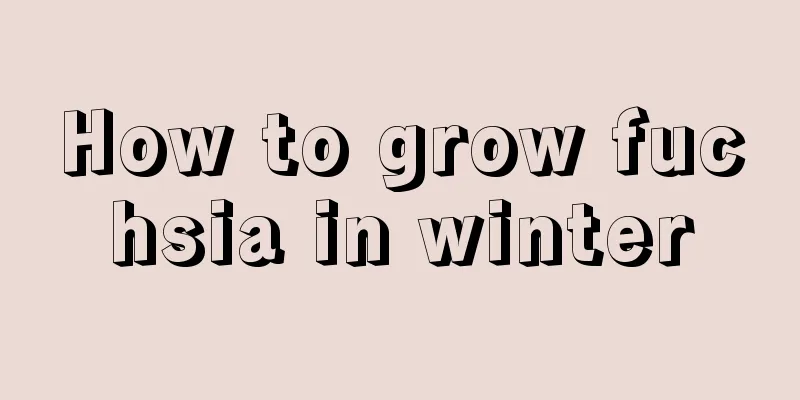 How to grow fuchsia in winter