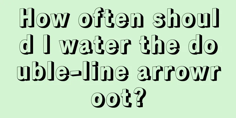 How often should I water the double-line arrowroot?