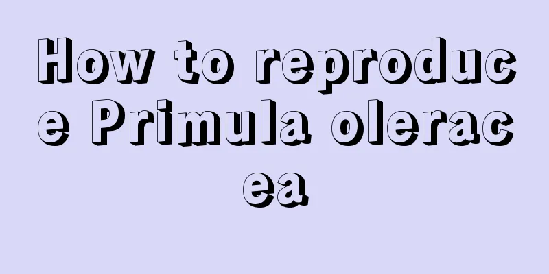 How to reproduce Primula oleracea