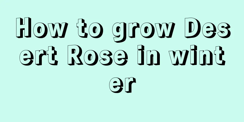 How to grow Desert Rose in winter