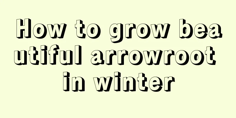 How to grow beautiful arrowroot in winter