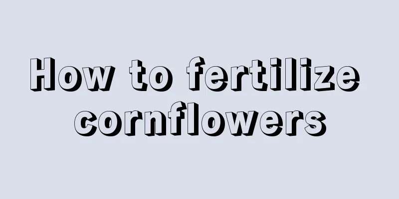 How to fertilize cornflowers