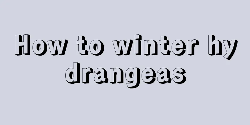 How to winter hydrangeas