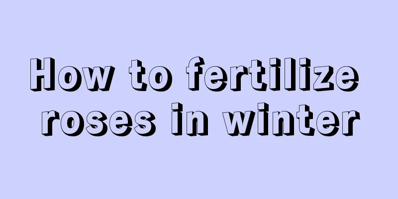 How to fertilize roses in winter