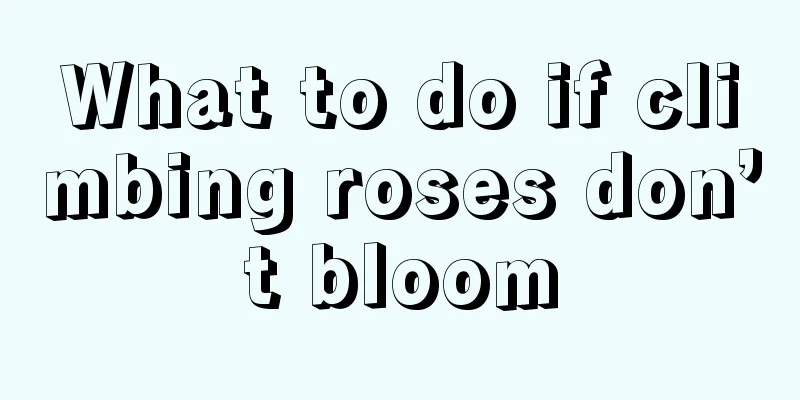 What to do if climbing roses don’t bloom