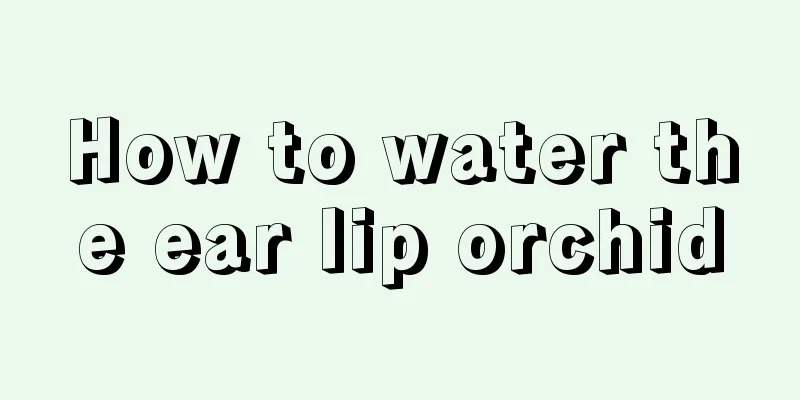 How to water the ear lip orchid