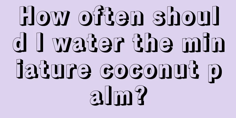 How often should I water the miniature coconut palm?