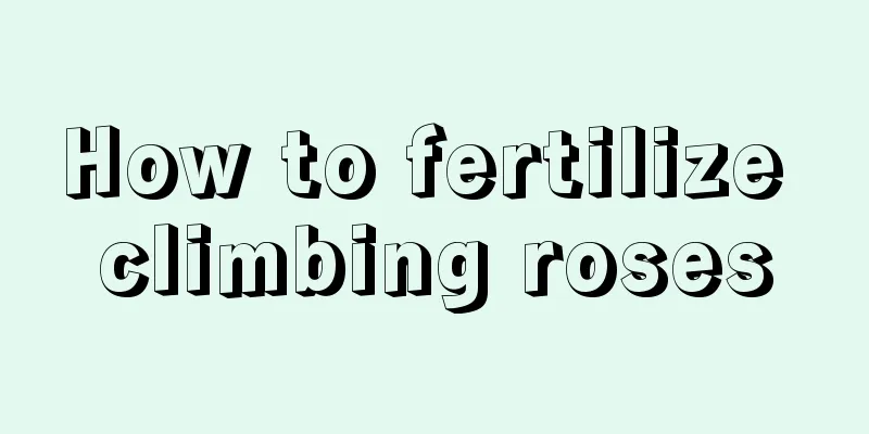 How to fertilize climbing roses