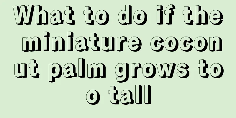 What to do if the miniature coconut palm grows too tall