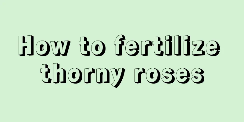 How to fertilize thorny roses