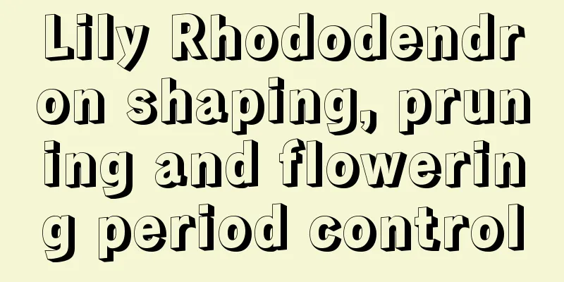 Lily Rhododendron shaping, pruning and flowering period control