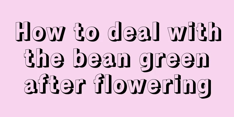 How to deal with the bean green after flowering