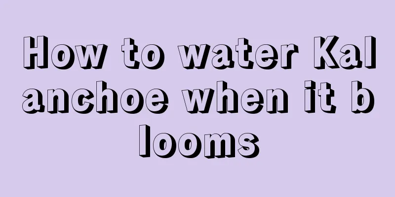 How to water Kalanchoe when it blooms