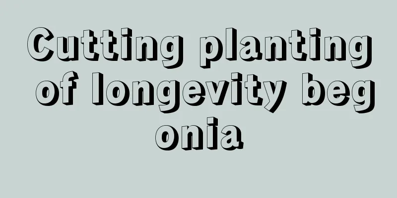 Cutting planting of longevity begonia