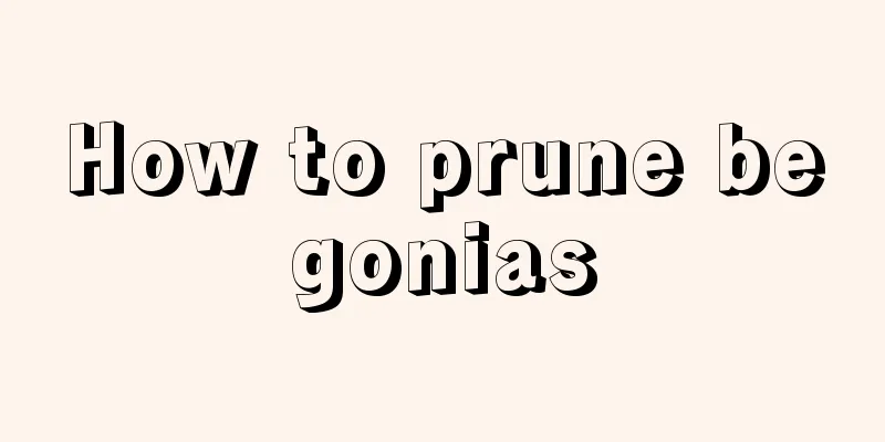 How to prune begonias