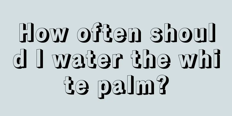 How often should I water the white palm?