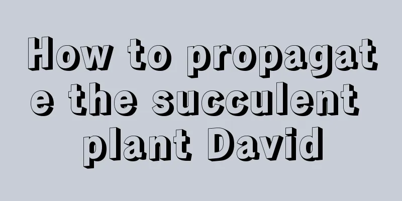 How to propagate the succulent plant David