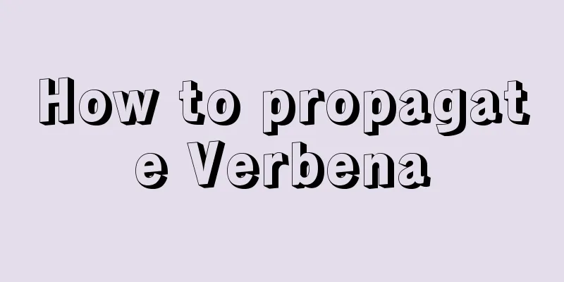 How to propagate Verbena