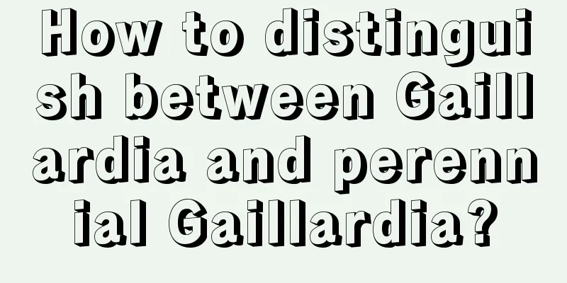 How to distinguish between Gaillardia and perennial Gaillardia?