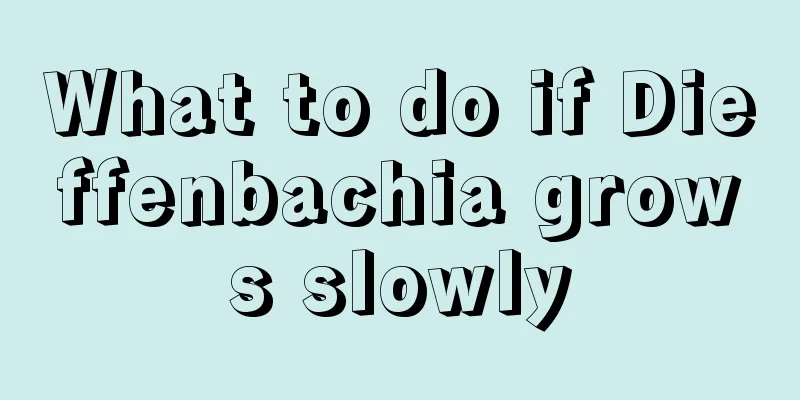 What to do if Dieffenbachia grows slowly